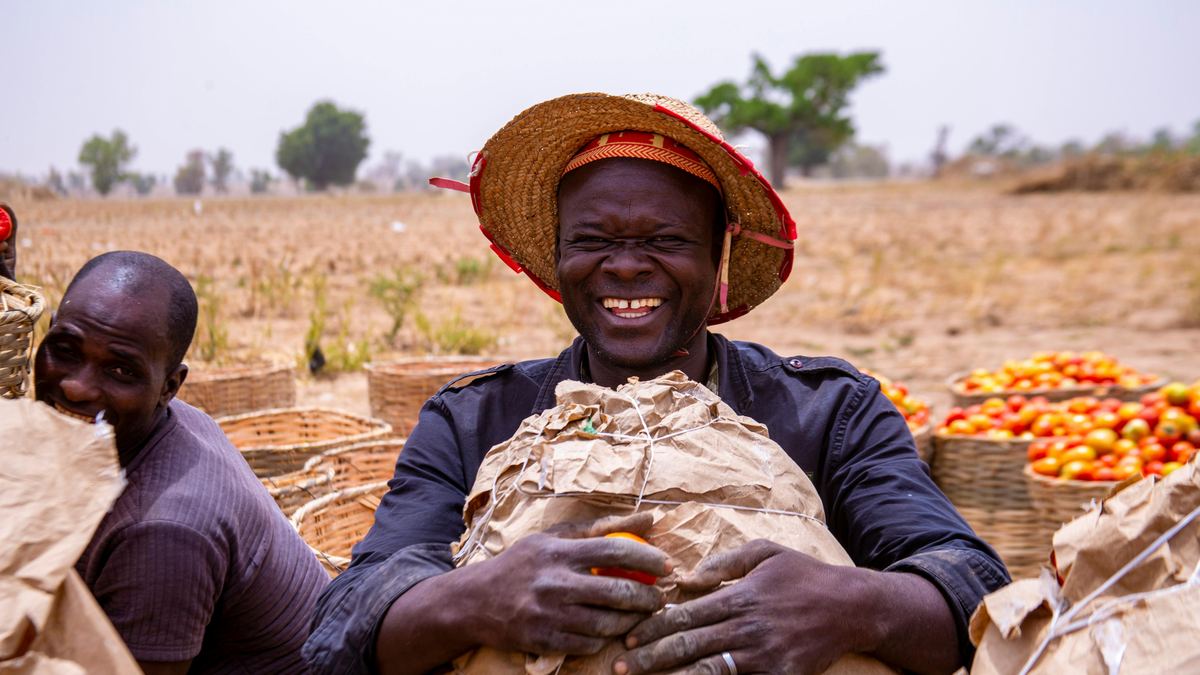 Tanzanian farmer with harvested tomatoes at the farm gate