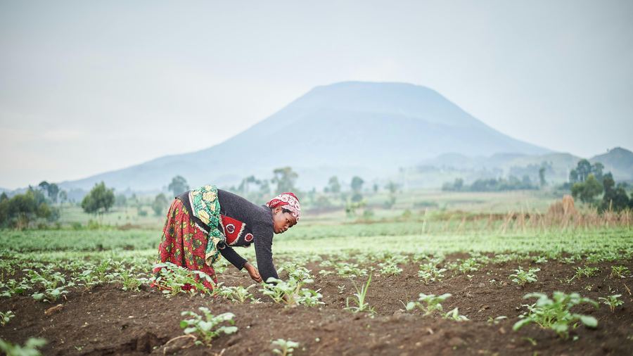 Buyer checking produce and prices on a phone at the farm