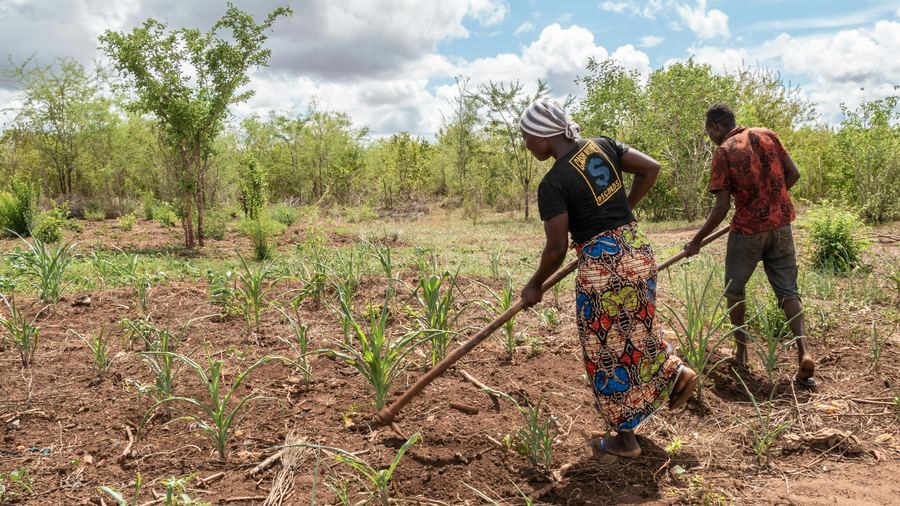 Tanzanian farmers working their field