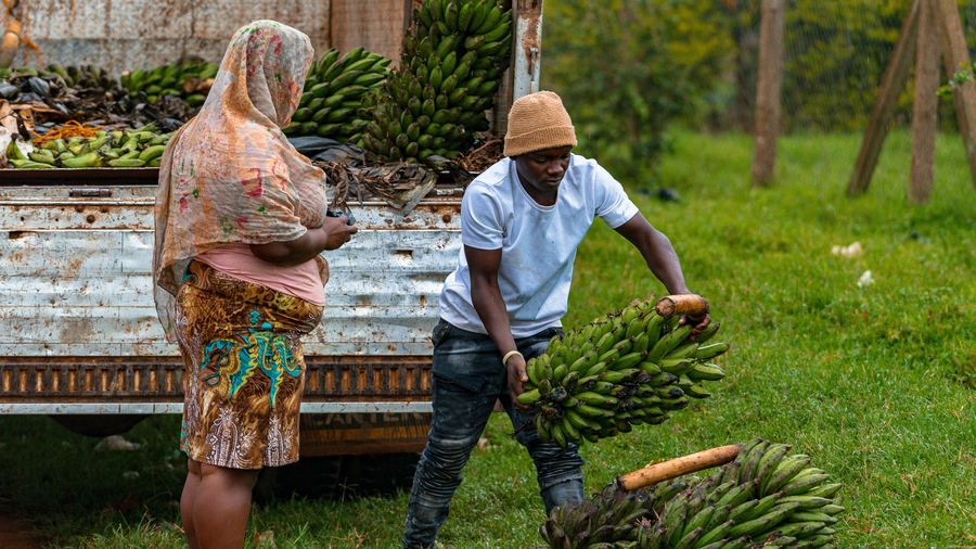 Produce being loaded for transport in Tanzania